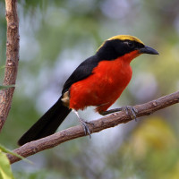 Yellow-crowned Gonolek